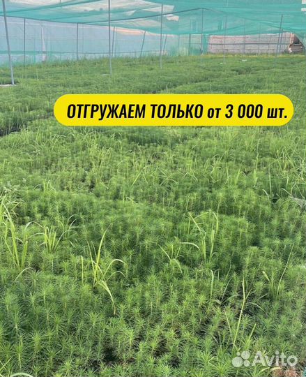 Саженцы сосны зкс от производителя