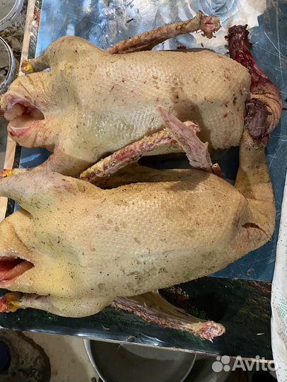 Тушки гусей