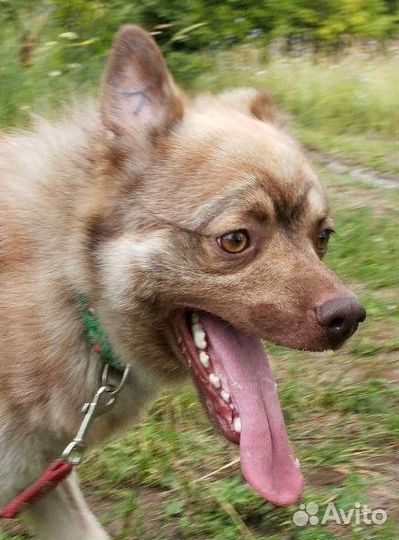 Молодой кобель в добрые руки