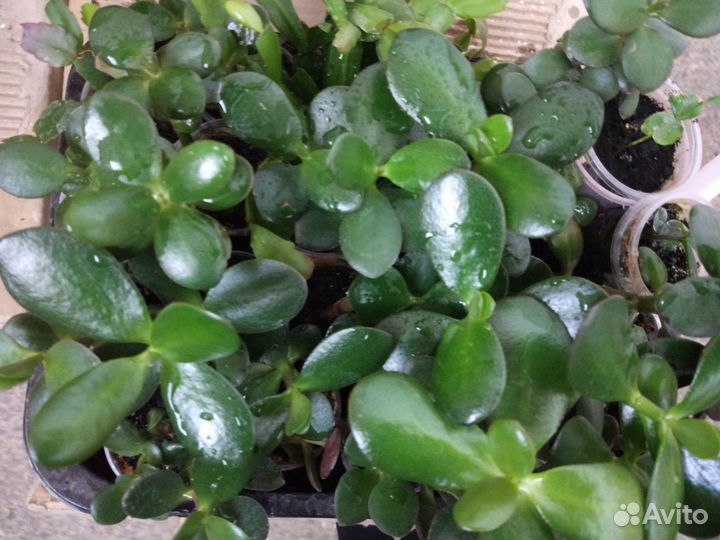 Толстянка (денежное дерево, крассула)