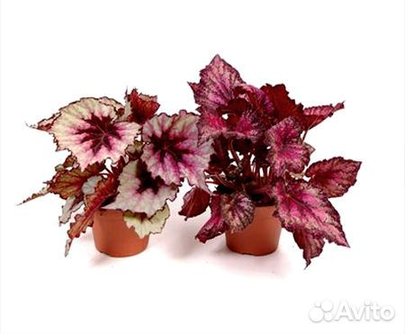 Бегония рекс микс 13 25