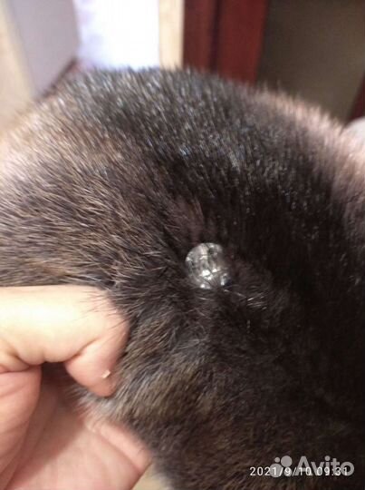 Шапка- берет норковый новый