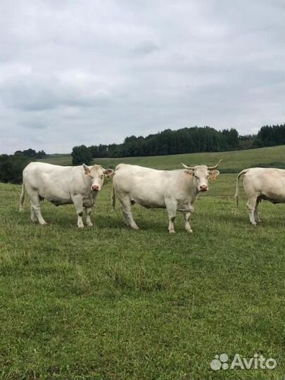 Племенной бык шароле