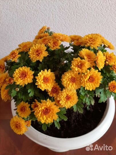 Хризантема