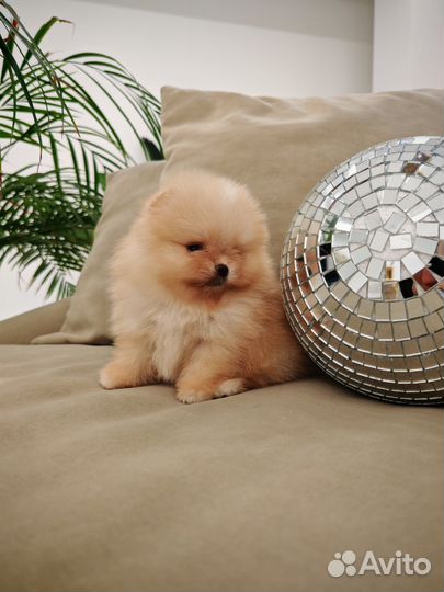 Померанский шпиц супер микро мальчик