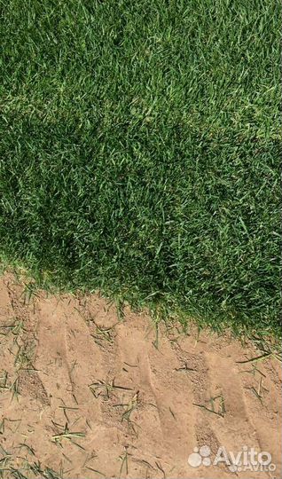 Рулонный газон прямо с полей