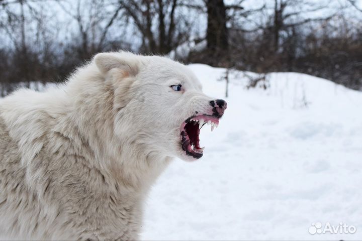 Фотограф анималист