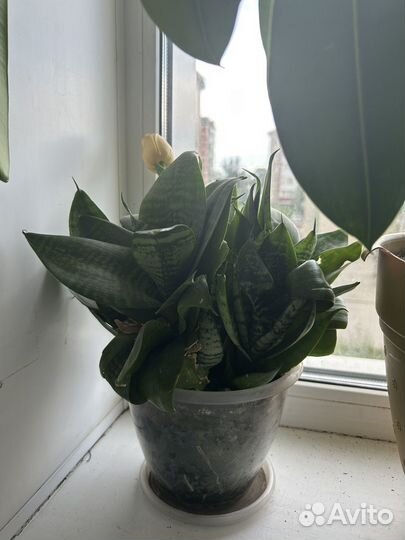 Домашние цветы