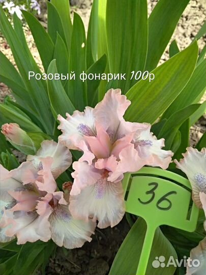 Ирисы карликовые