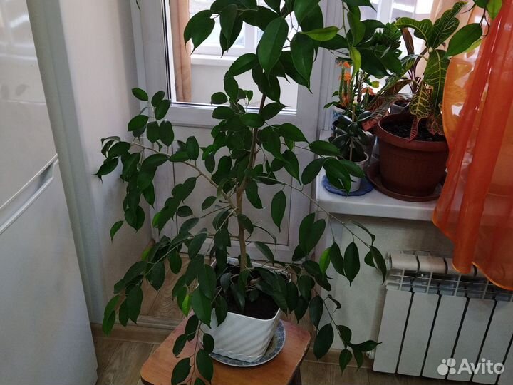 Бенджамина, папоротник