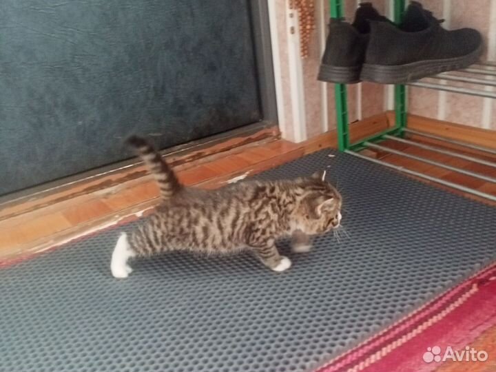 Котята без породы