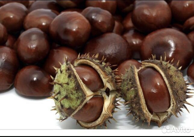 Каштаны для поделок