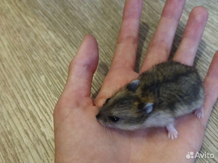 Джунгарский хомяк маленький