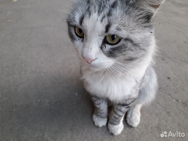 Котик ищет дом