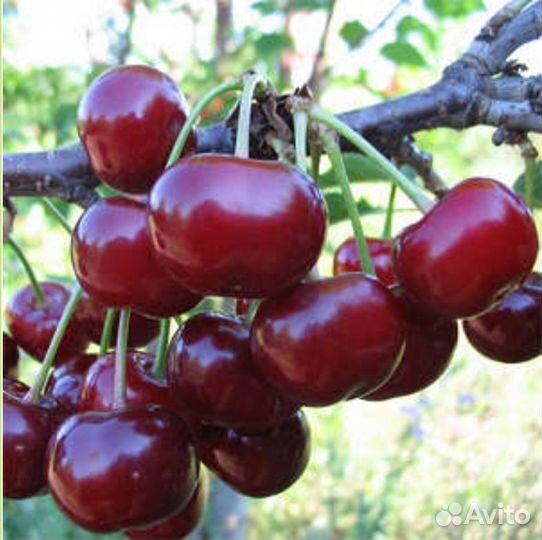 Черевишня (саженцы)