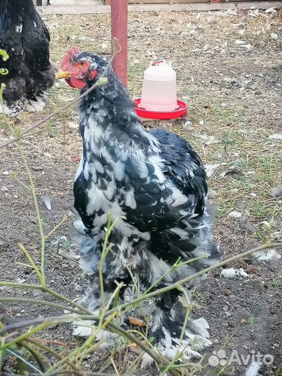 Кохинхин мраморный