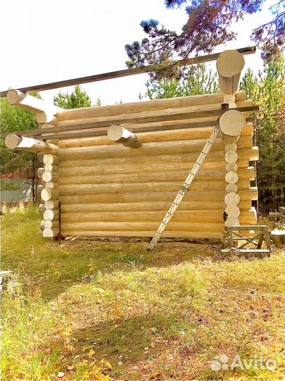 Сруб из дикого бревна