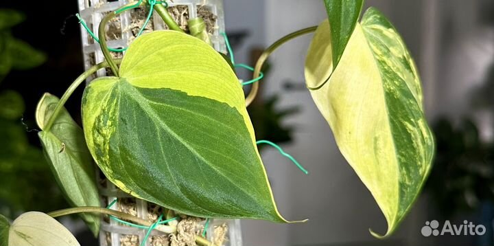 Филодендрон миканс вариегатный Micans Variegated