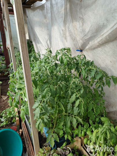 Рассада тыквы, томатов,огурцов,базилик