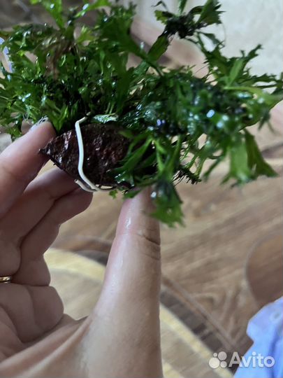 Растения для аквариума