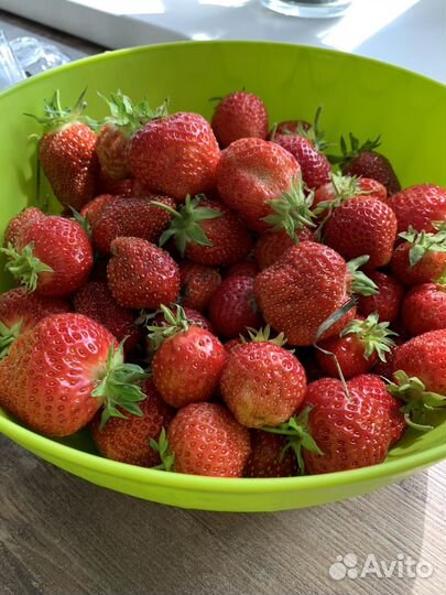 Саженцы клубники