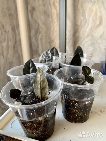 Замиокулькас черный равен