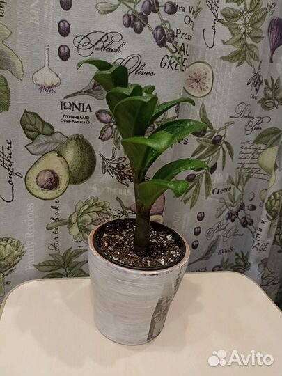 Замиокулькас Зензи