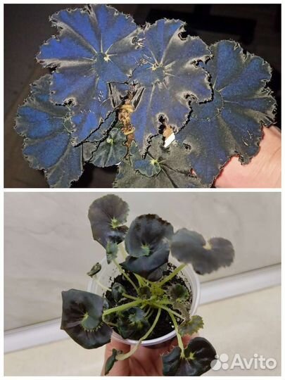 Папоротник Тигр, бегонии, разные растения