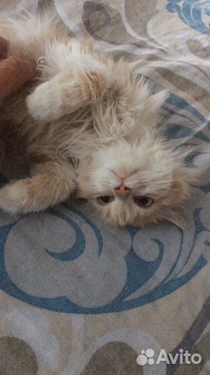 Кошка в дар
