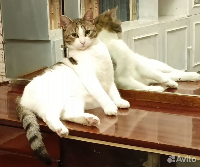 Кот Беляш в добрые руки