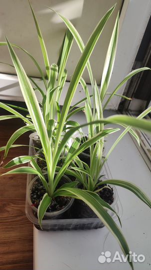 Хлорофитум вариегатный