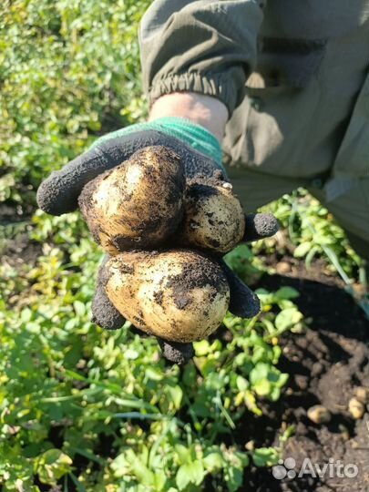 Продам картофель