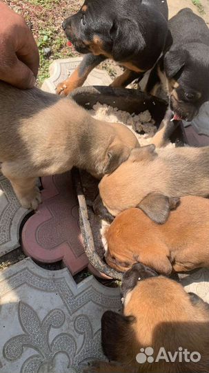 Щенки
