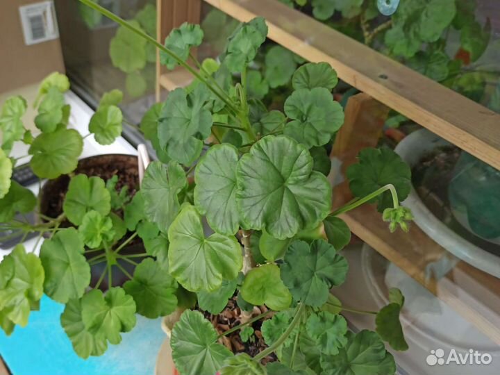 Алоэ, золотой ус, фиалки