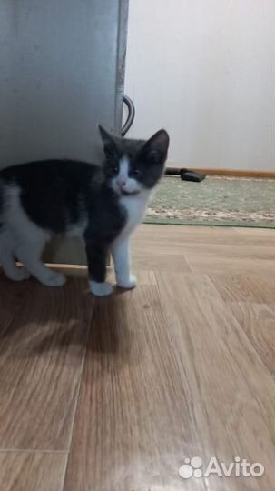 Котята, 2 месяца