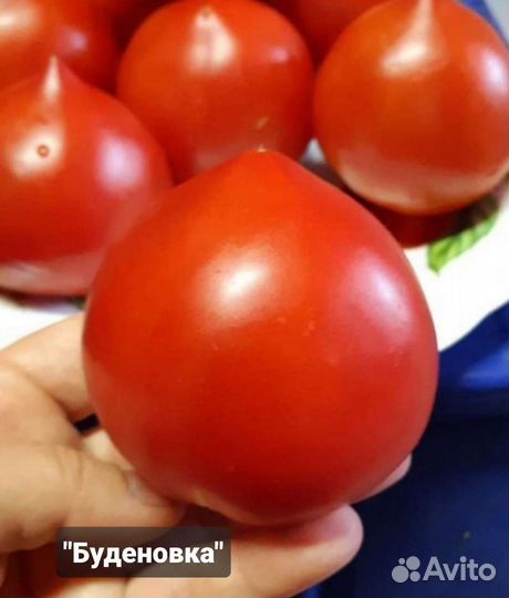 Семена вкусных домашних помидор старых сортов СССР