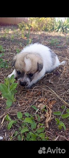 Щенок инвалид