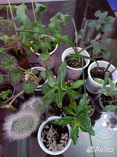 Комнатные растения