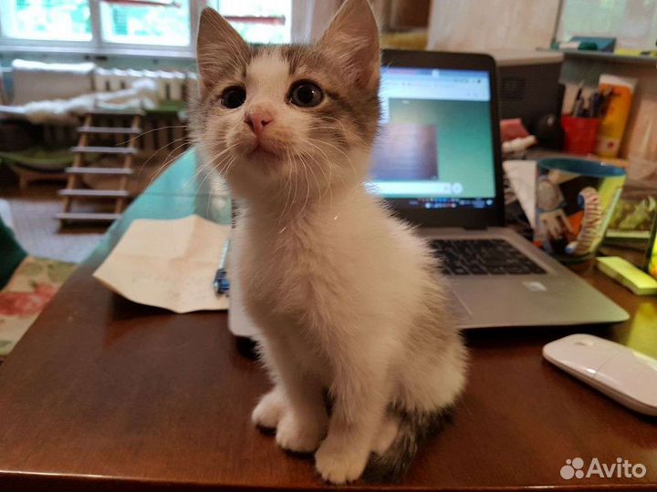 Ласковый котенок в добрые руки