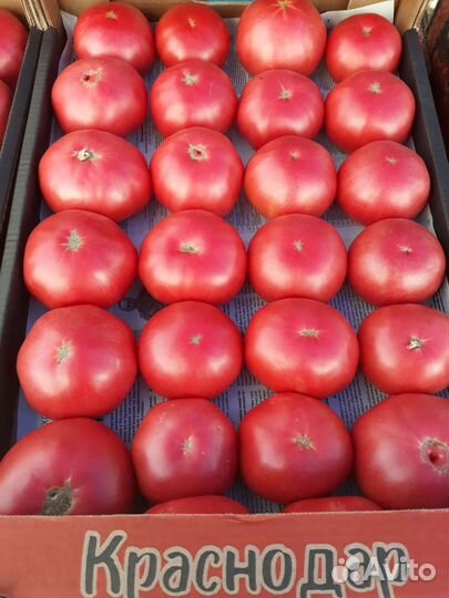 Продукты питания оптом свежие