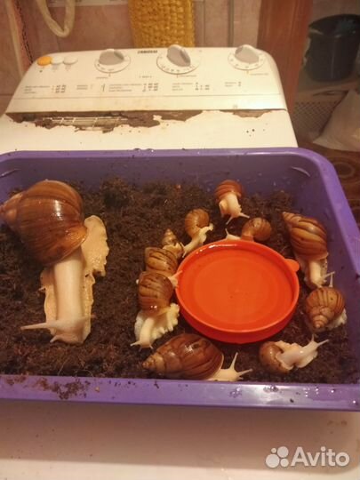 Улитка ахатинец