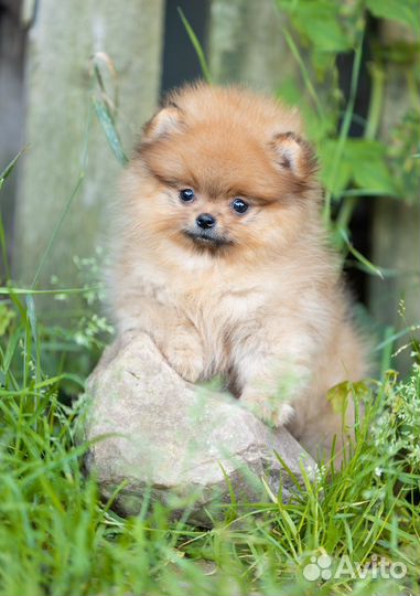 Мини шпиц super девочка