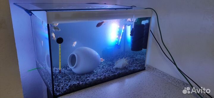 Аквариум с рыбками и оборудованием