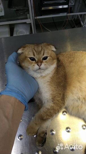 Ветеринарный врач на дом