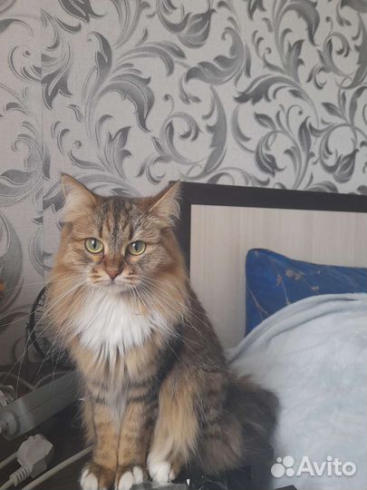 Сибирская кошка бесплатно