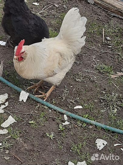 Молодые петухи