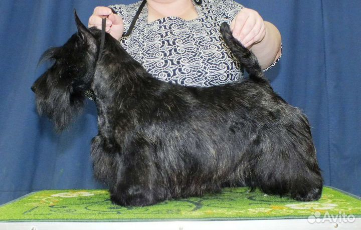 Вязка скотч-терьер