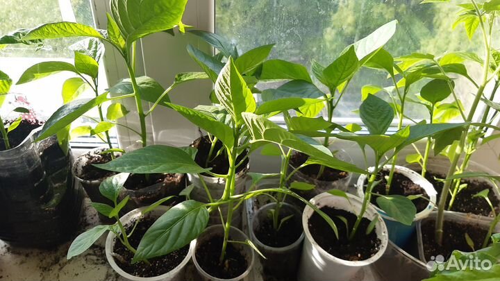 Рассада красного сладкого переца