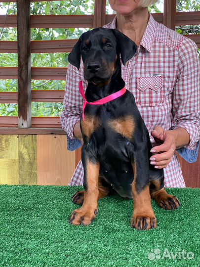 Щенки добермана