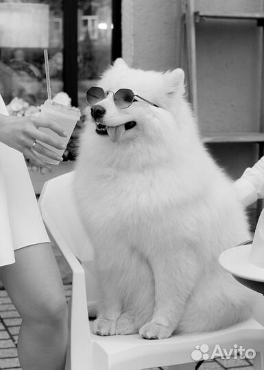 Шерсть самоеда